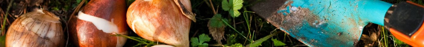 Jardin fleuri selon les saisons