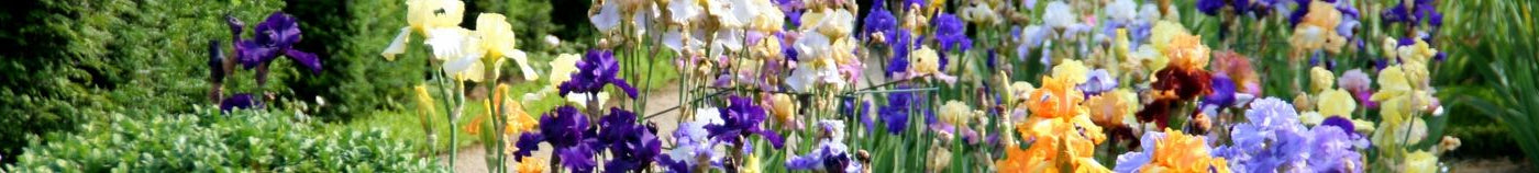 Plantes pour un jardin océanique