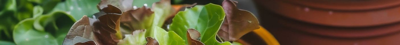 Légumes adaptés à la culture en intérieur