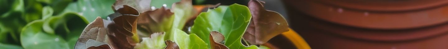 Légumes adaptés à la culture en intérieur