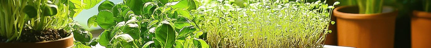 Légumes hydroponiques d’intérieur