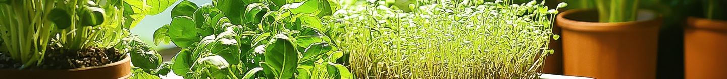 Légumes hydroponiques d’intérieur