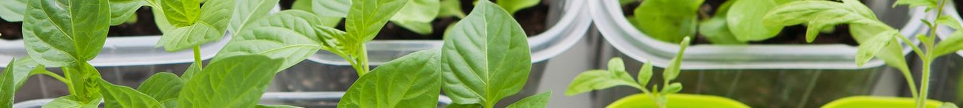 Micro-pousses d’intérieur