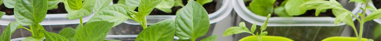 Micro-pousses d’intérieur