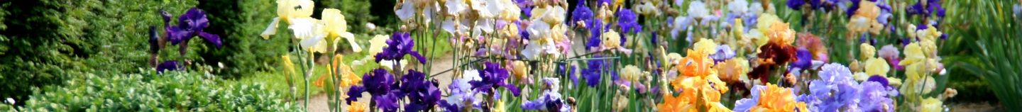 Plantes pour un jardin océanique