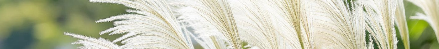 Plantes résilientes au climat