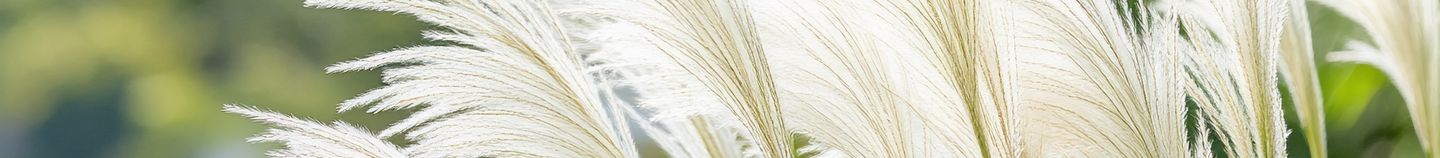 Plantes résilientes au climat