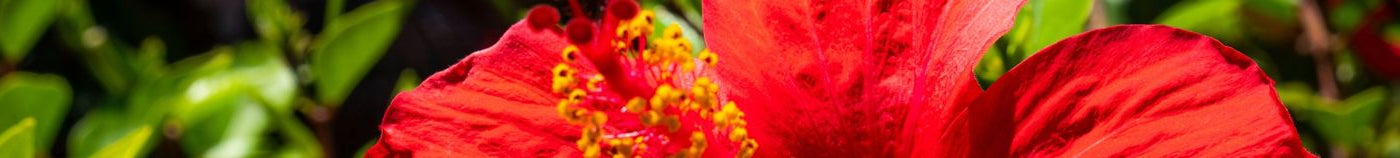 Plantes pour sol humide