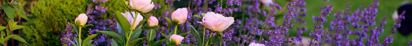 Plantes pour sol argileux