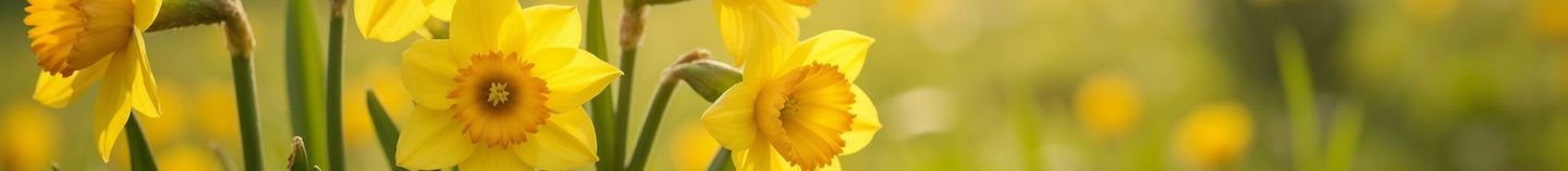 Plantes pour sol limoneux