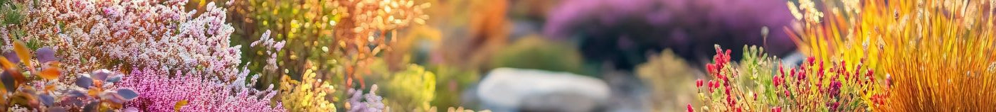 Plantes pour terre de bruyère