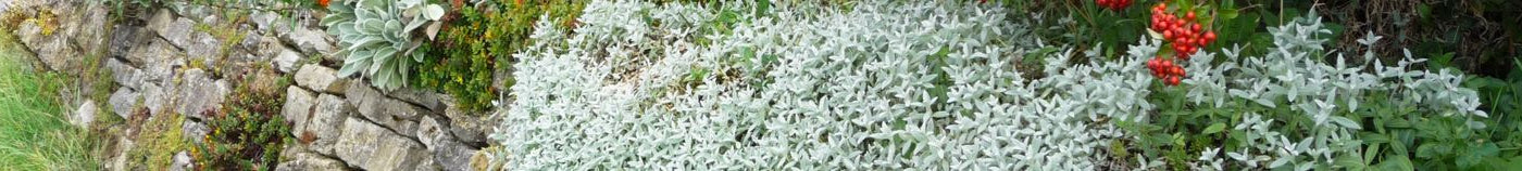 Plantes pour sol calcaire