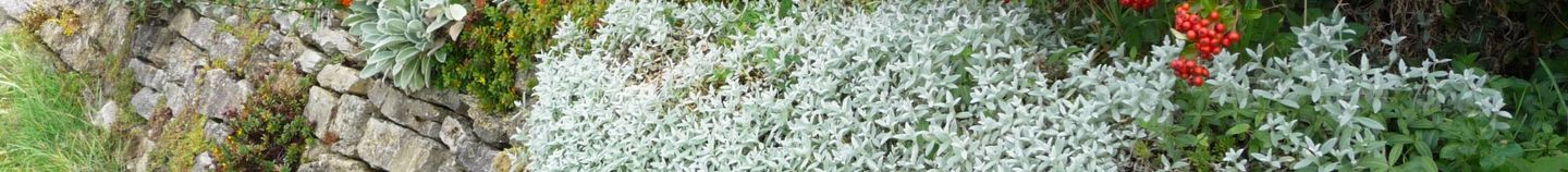 Plantes pour sol calcaire