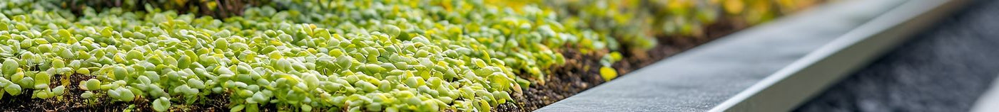 Plantes pour sol sec et caillouteux