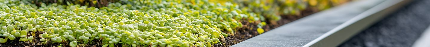 Plantes pour sol sec et caillouteux