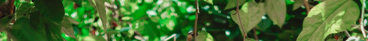 Plantes pour un jardin fruitier