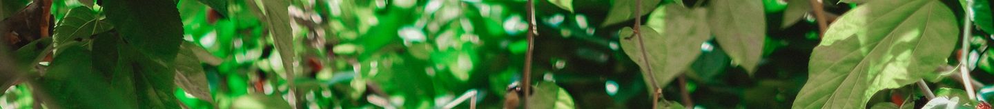 Plantes pour un jardin fruitier