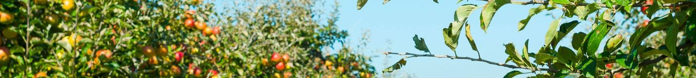 Arbres fruitiers pour verger