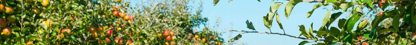 Arbres fruitiers pour verger