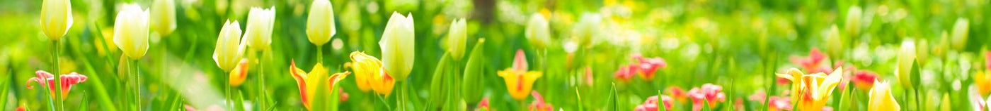 Jardin fleuri au printemps