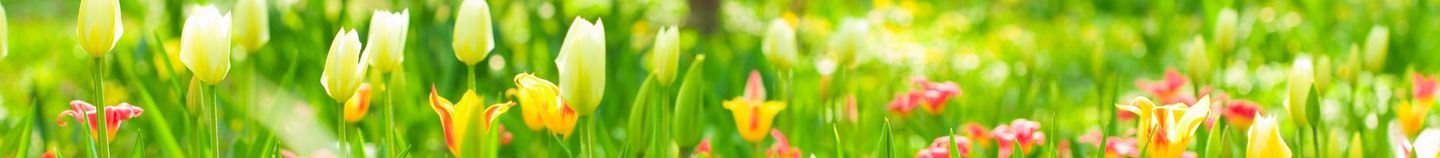 Jardin fleuri au printemps