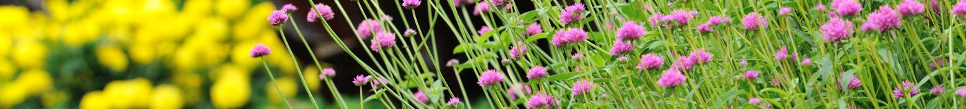 Jardin fleuri en été