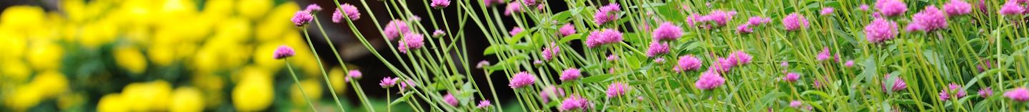 Jardin fleuri en été