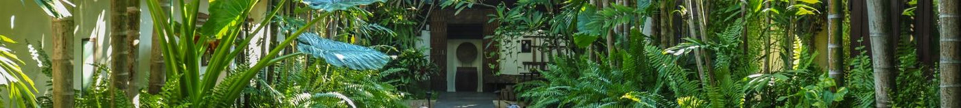 Jardin jungle exotique