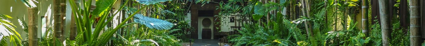 Jardin jungle exotique