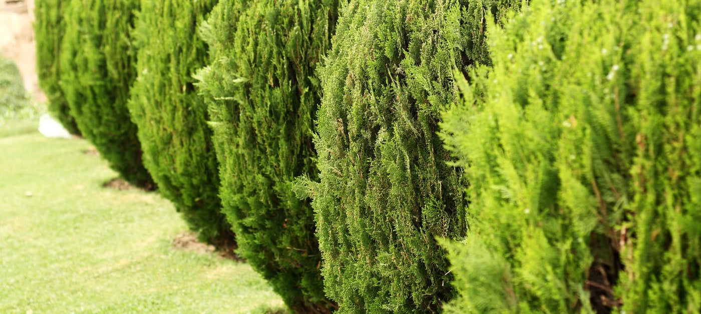 Jardin à l’abri des regards