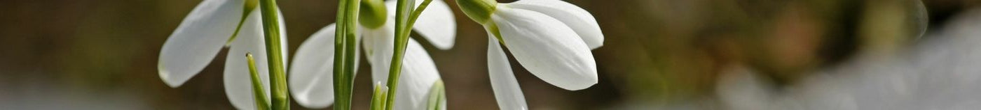 Jardin fleuri en hiver