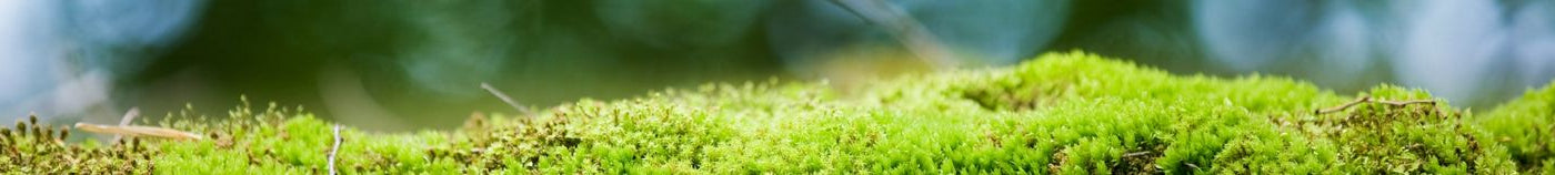 Comment remplacer le gazon ?