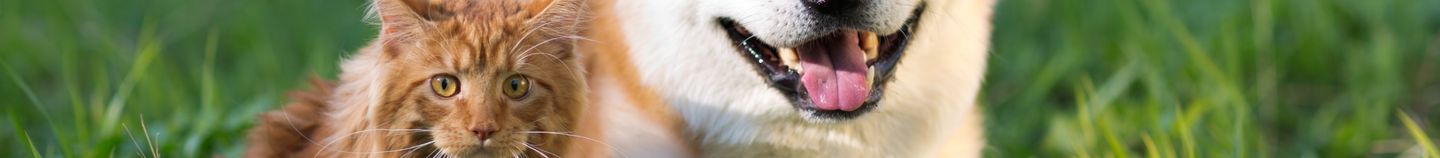 Plantes sans danger pour animaux