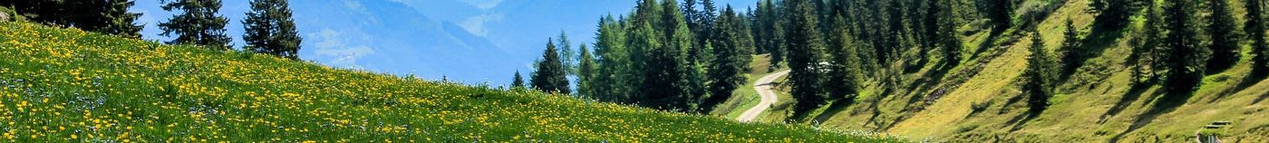Jardin sauvage
