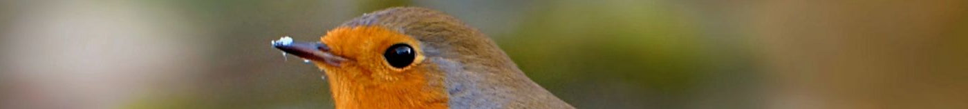 Plantes pour attirer les oiseaux