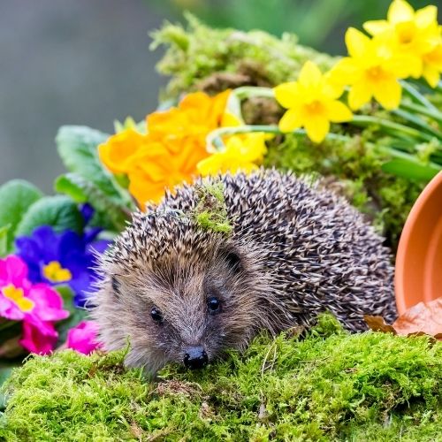 Pantes refuge pour hérissons