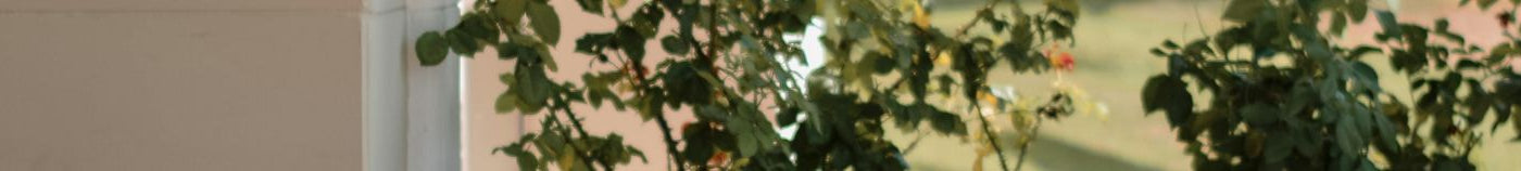 Plantes fleuries pour terrasse