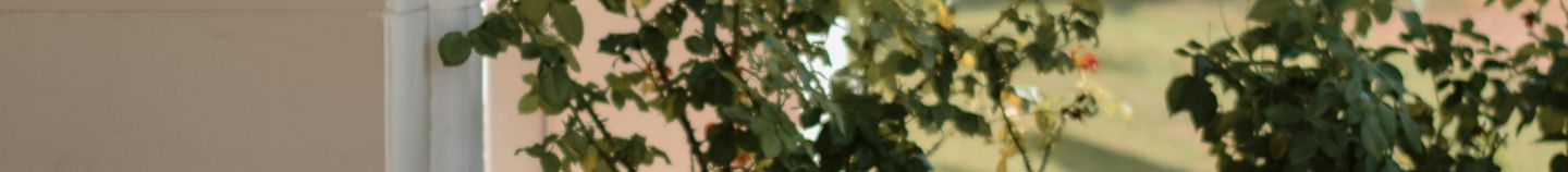 Plantes fleuries pour terrasse