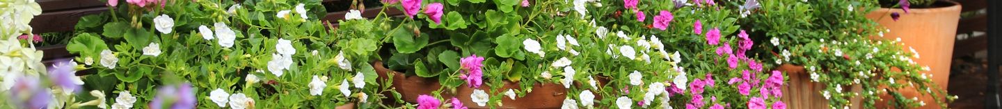 Terrasse fleurie toute l'année