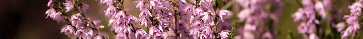 Terrasse fleurie en hiver
