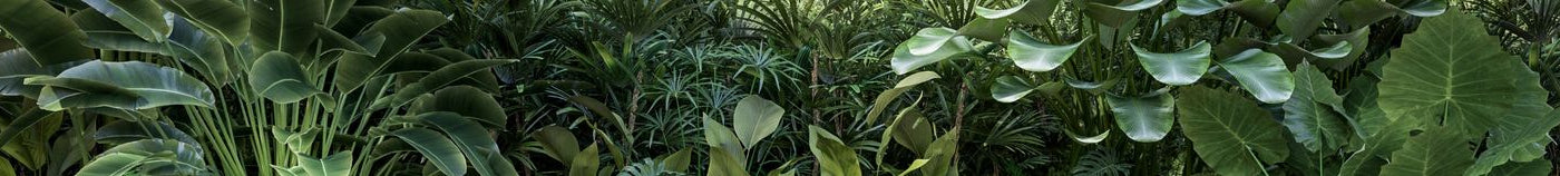 Terrasse : plantes anti-bruits