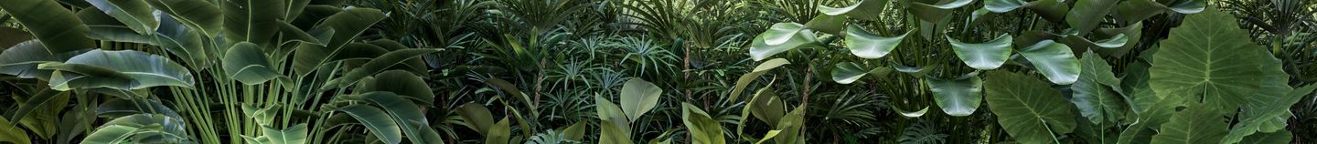 Terrasse : plantes anti-bruits