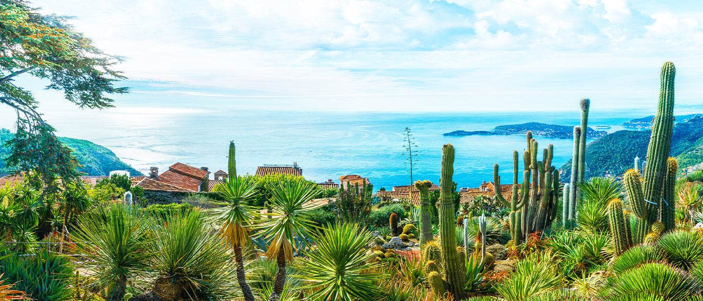 Plantes pour les bords de mer