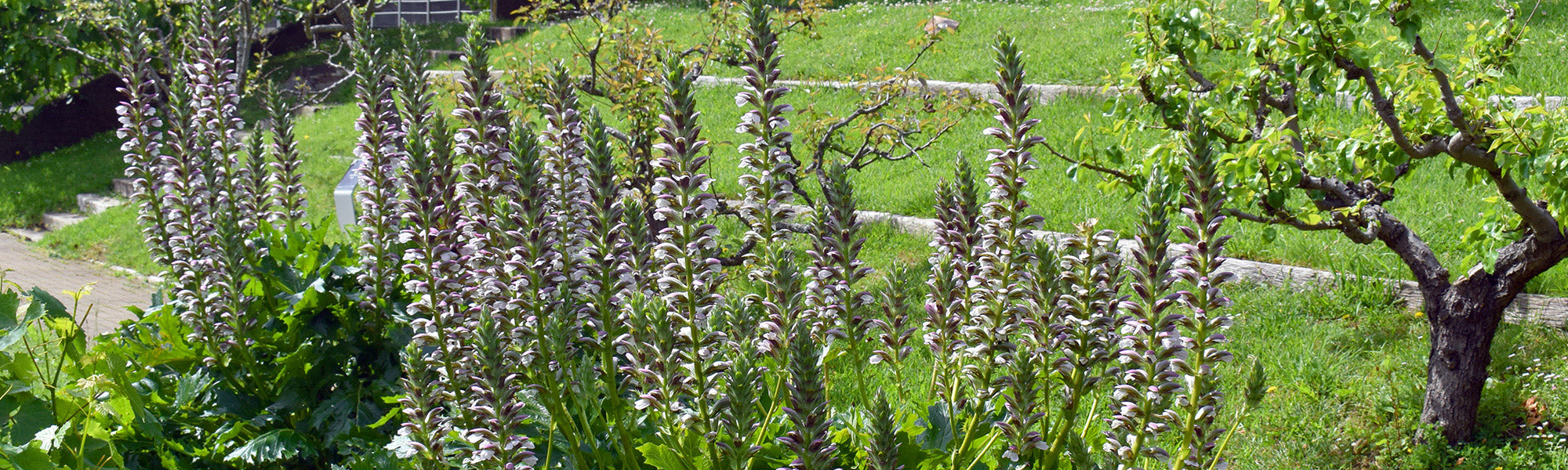 Acanthe de Hongrie - Acanthus hungaricus