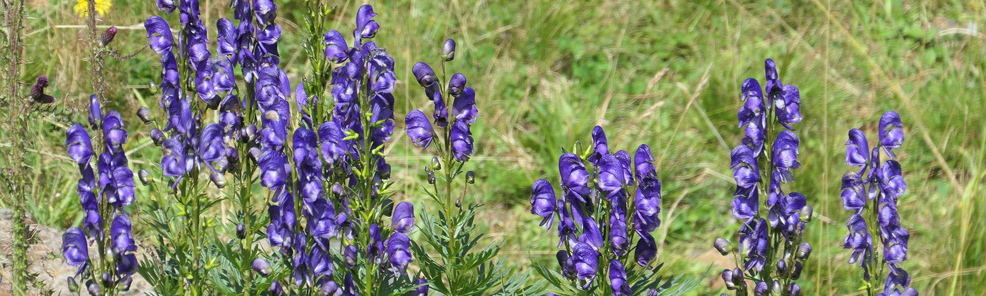 Aconit de Carmichael - Aconitum carmichaelii