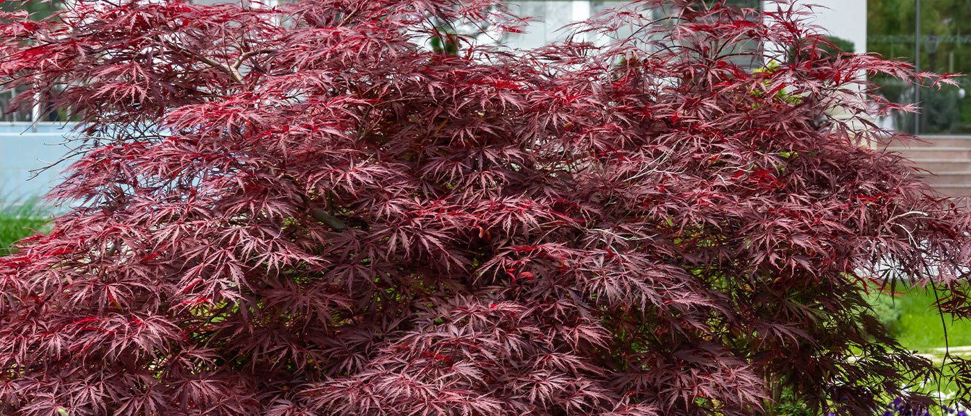 Focus erables du japon
