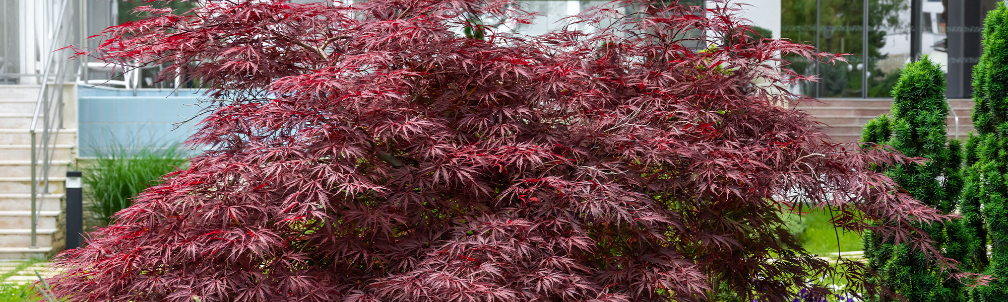 Focus erables du japon