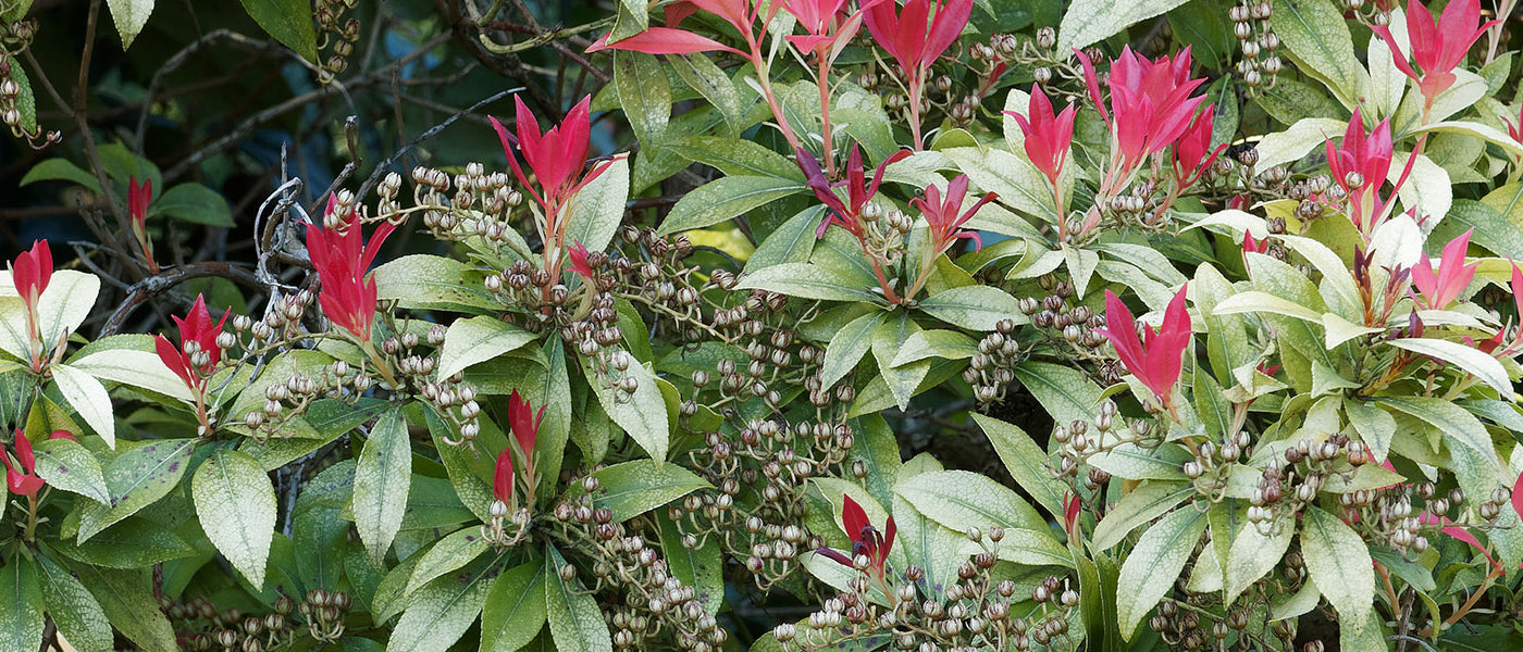 Andromède - Pieris