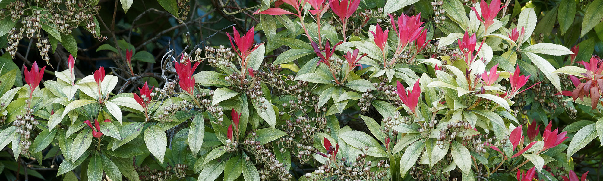 Andromède - Pieris