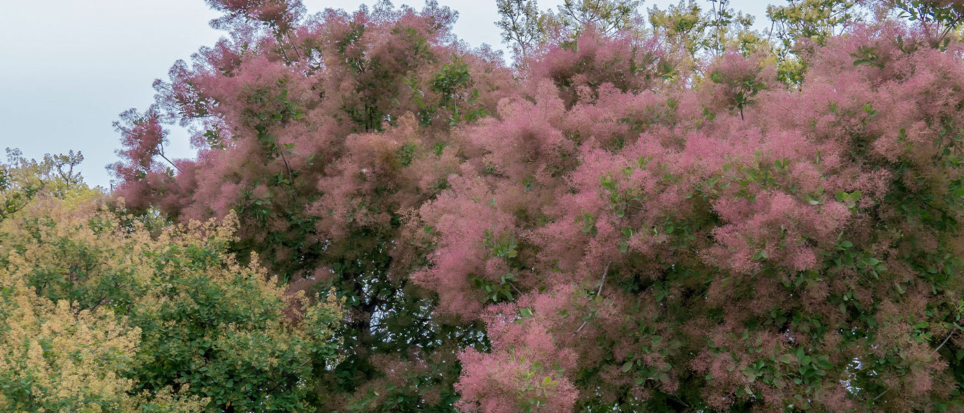 Arbre à perruques - Cotinus